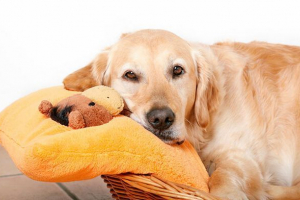 Ile ciąży trwa psów i jak dbać o zwierzęta? Ile ciąży trwa psów i jak dbać o zwierzęta?